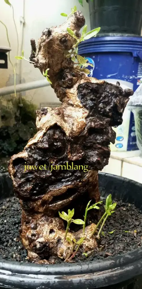 Bonsai jamblang/juwet