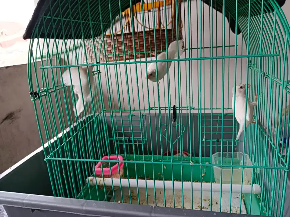 burung emprit jepang jambul