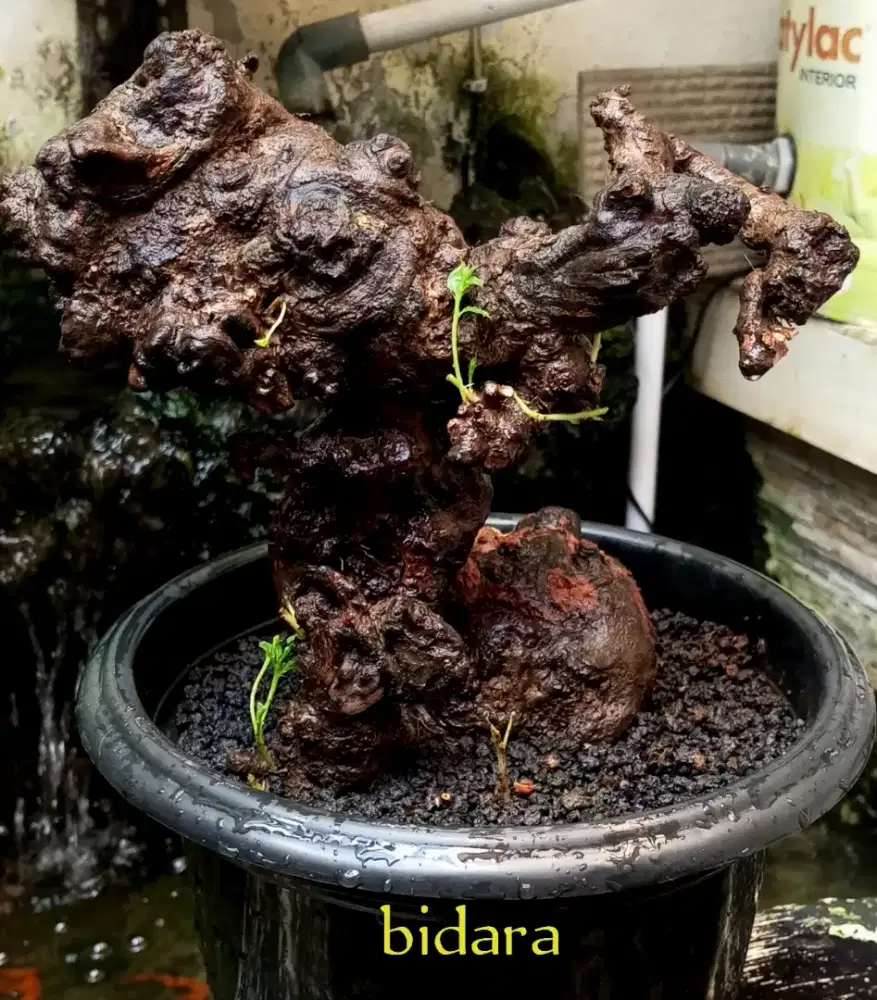 Bonsai bidara fosilan