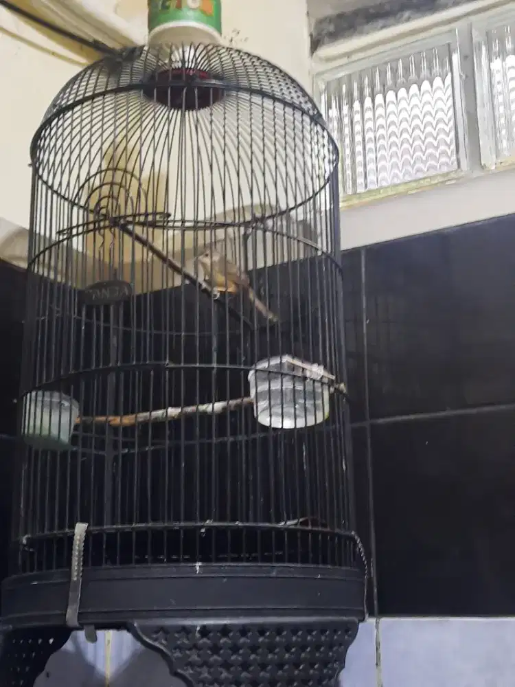 Ciblek gunung cigun dewasa jantan fullsheet