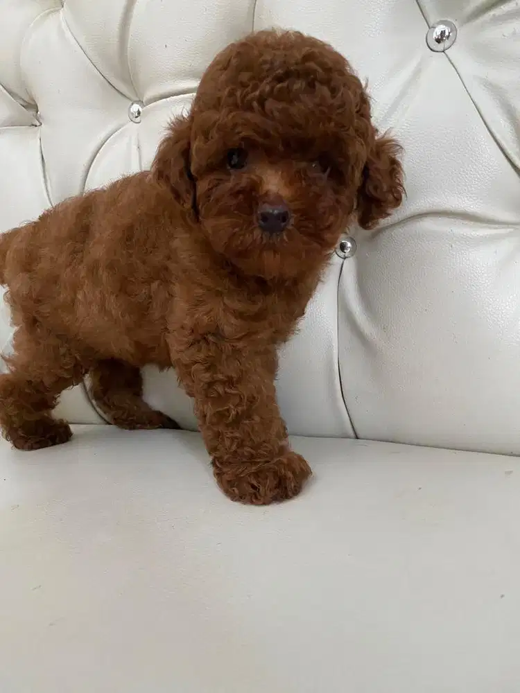 Poodle red jantan tiny, bulu keriting tebal umur 1.5 bln kosongan