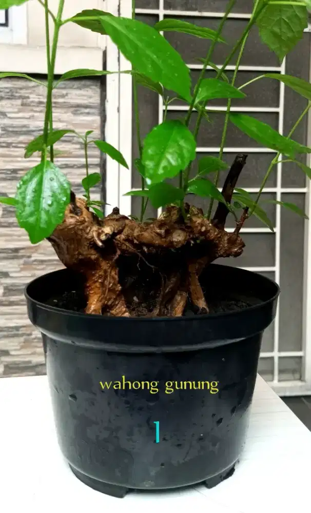 Bonsai wahong gunung