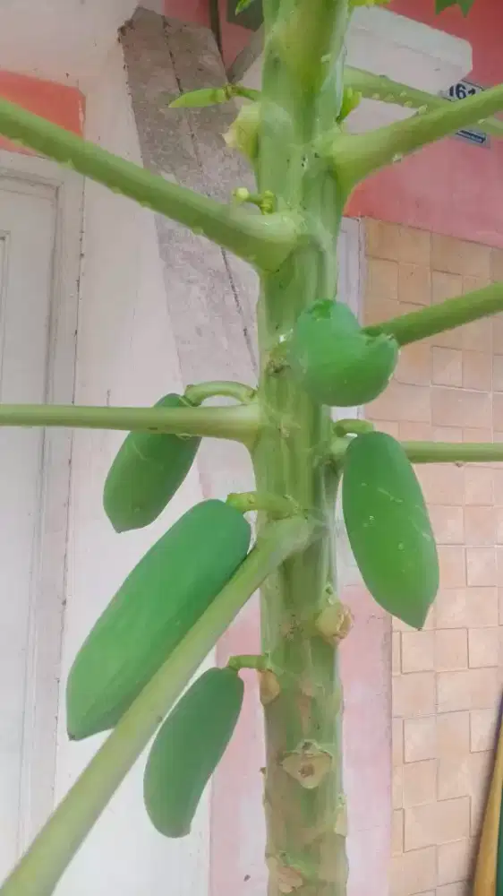 Cari kerja apa saja asal halal