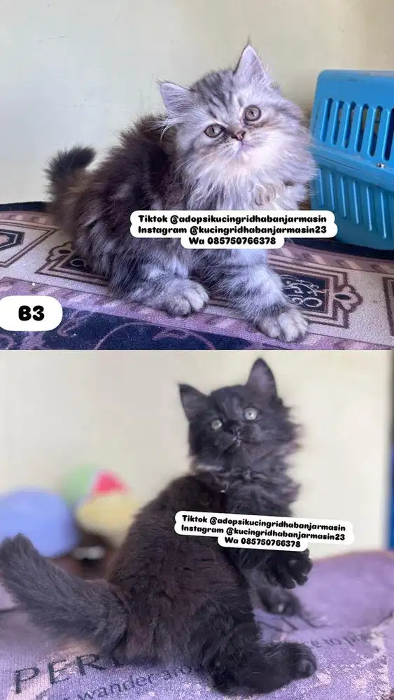 Persia flatnose longhair marble , hitam persia maincone