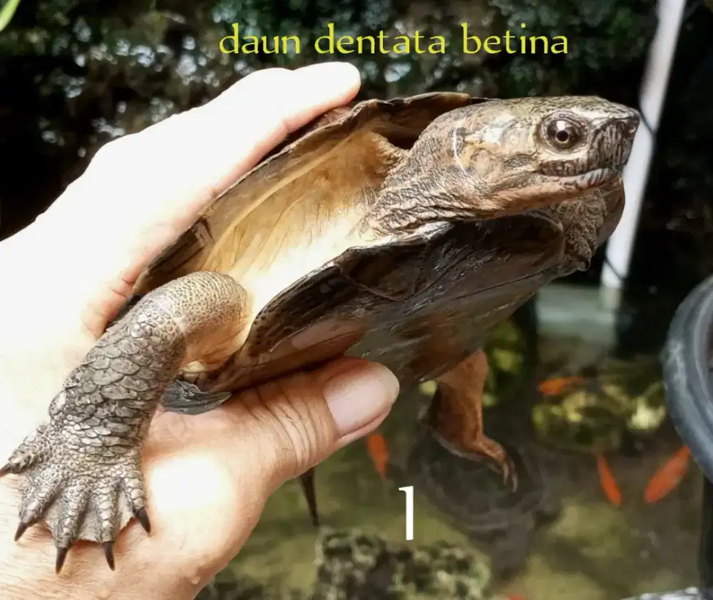 Kura daun dentata