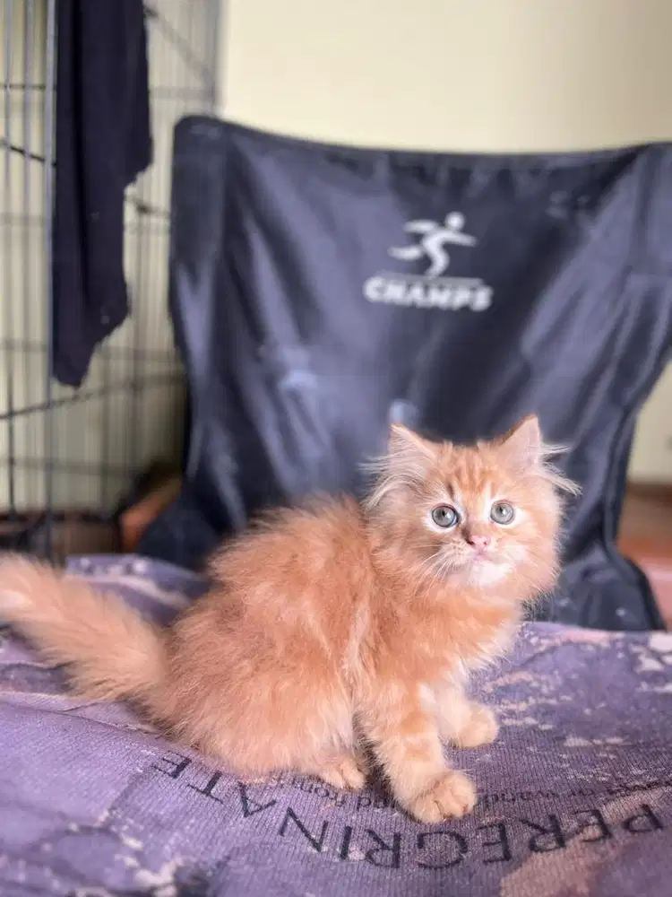 Persia longhair marble