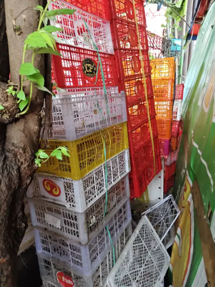 Keranjang buah bekas Santang & Anggur