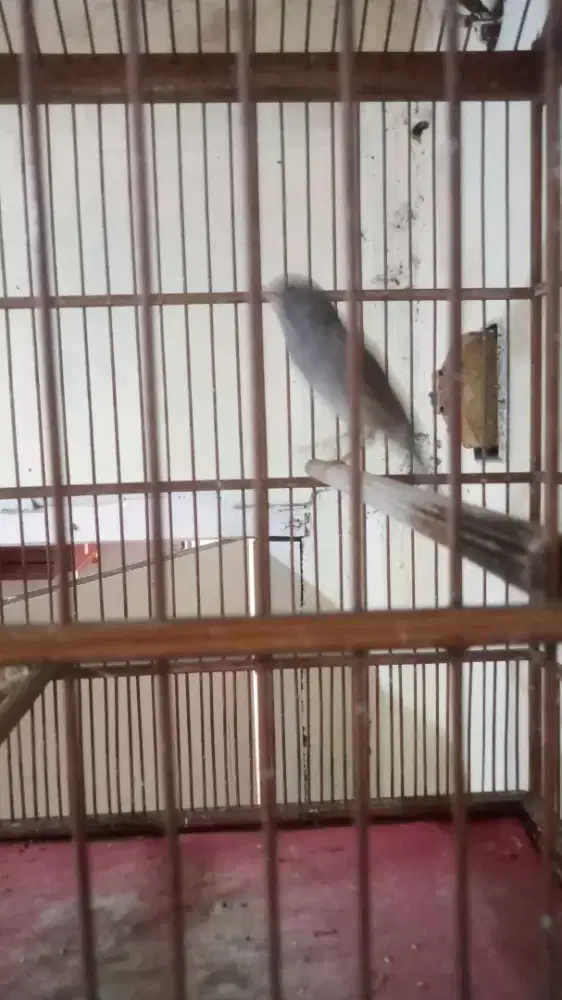 Kenari afs gacor darderdor starblue