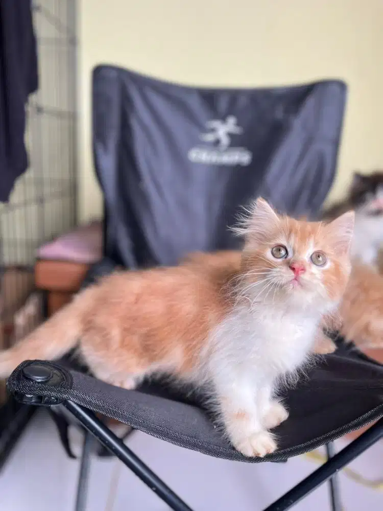 Persia longhair marble super long