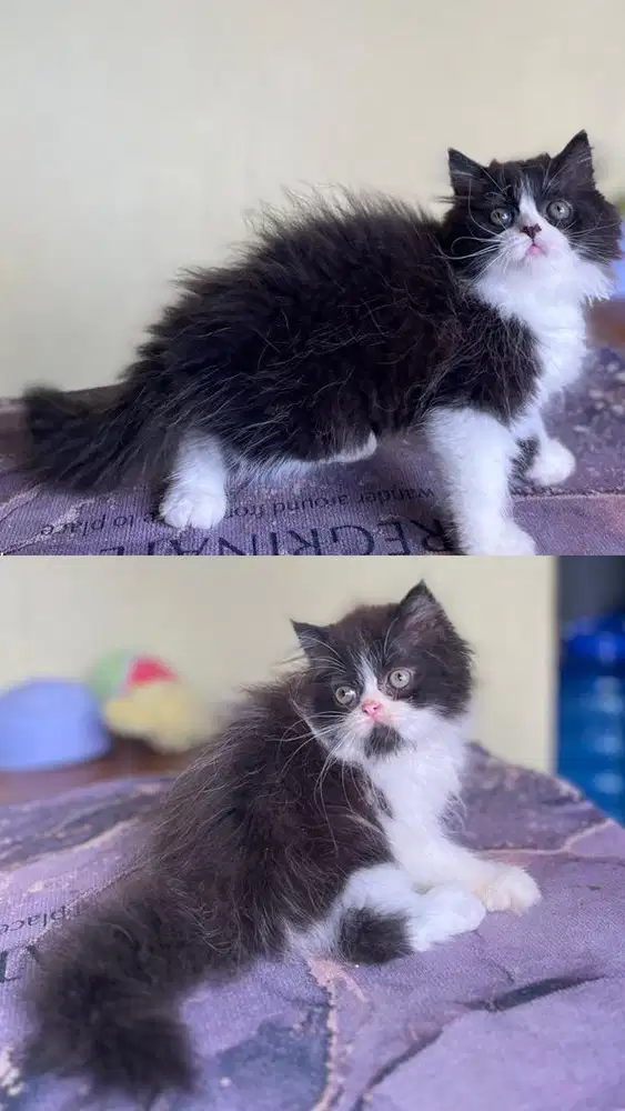 Persia semi flatnose super imut