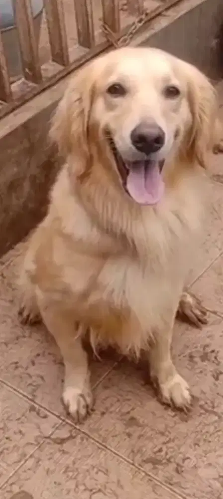 Golden R. Betina. Remaja. Big bone