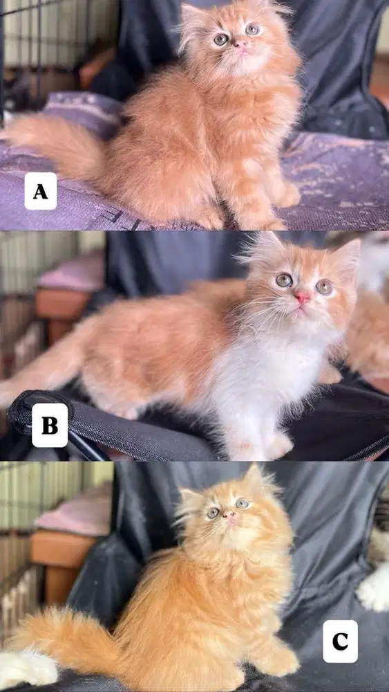 Persia longhair bigbon