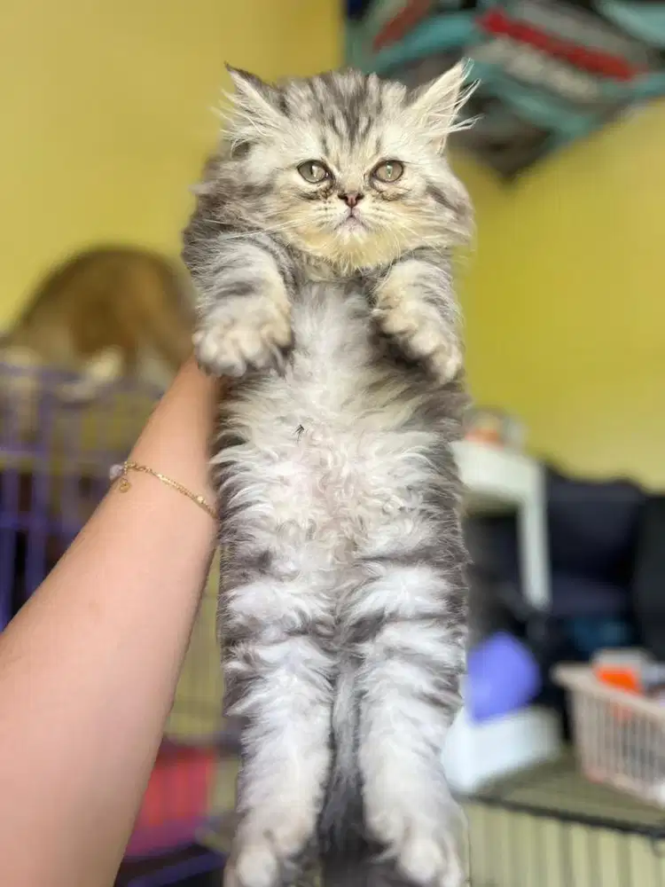 Persia flatnos motif mirip iklas wiskas