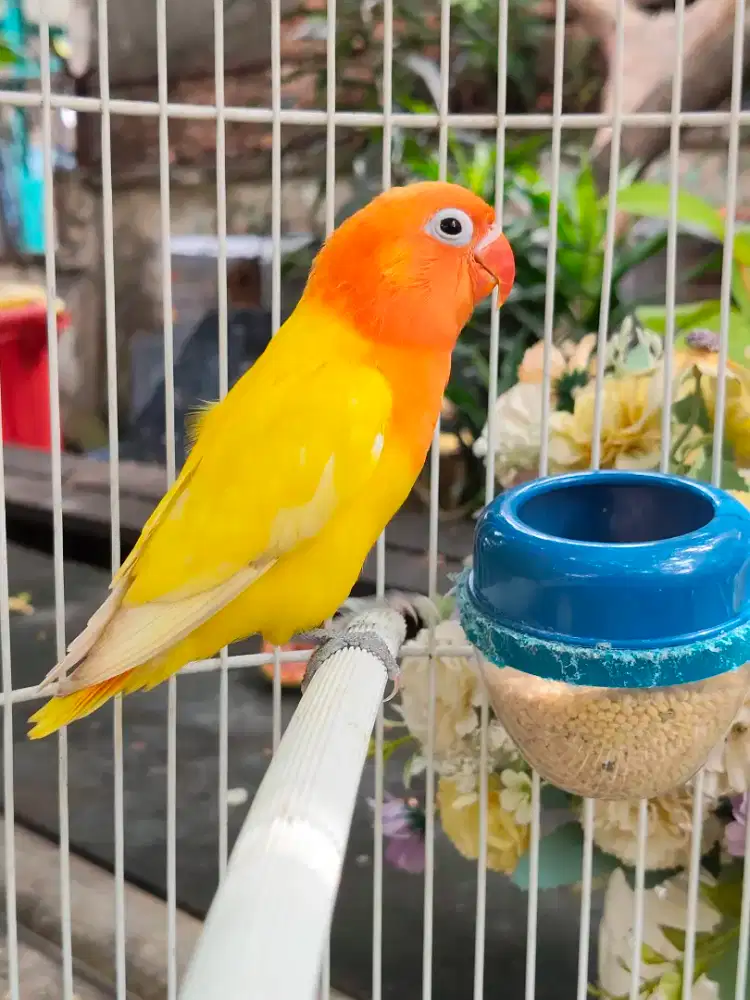 Lovebird Biola lutino MH paud