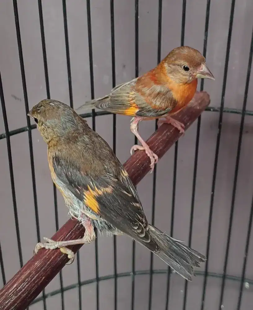 Red siskin paud sepasang