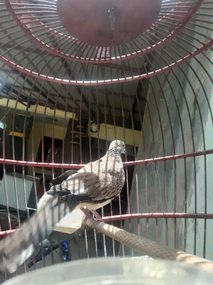 Tekukur body big rawatan 2 thn