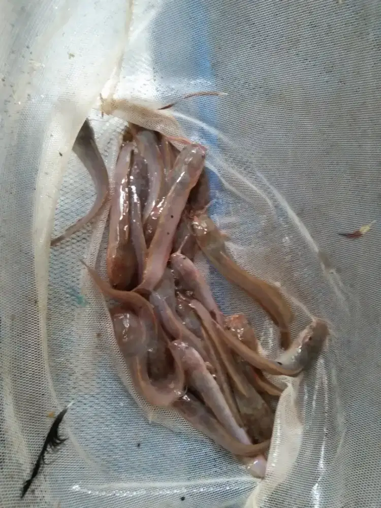 Lele Sangkuriang Rp 400-1000