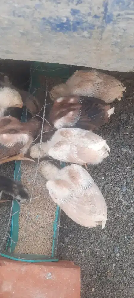Ayam ekor lidi warna semprang dan kopi susu