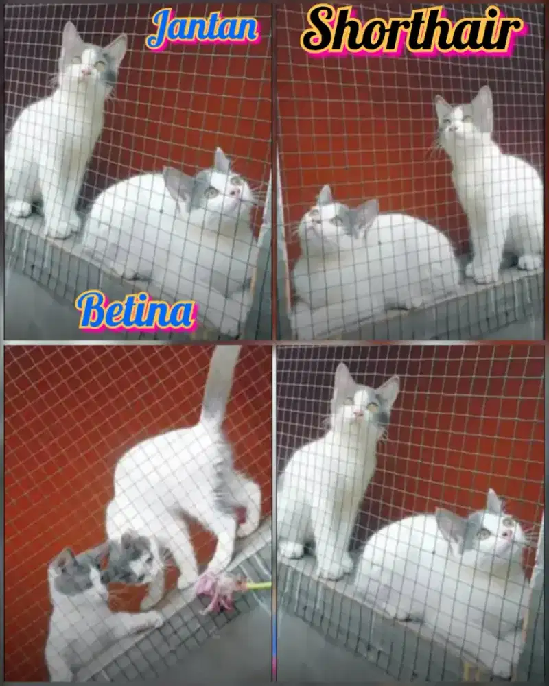 Shorthair bulu pendek sepasang umur 4,5bulanan