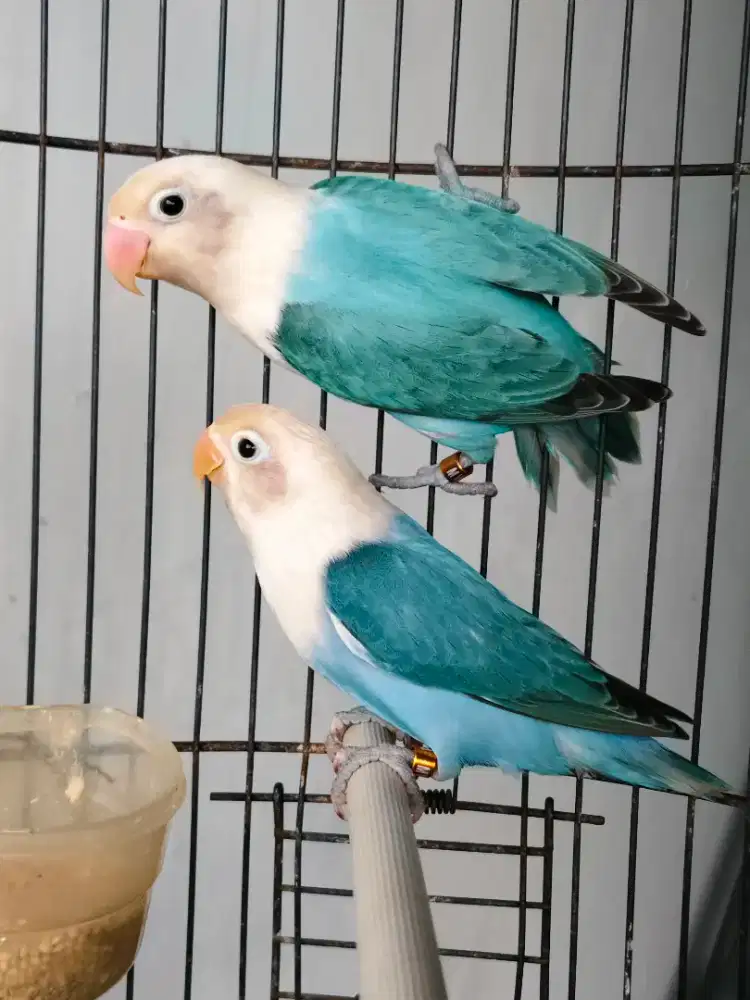 Burung Lovebird Biola Blue