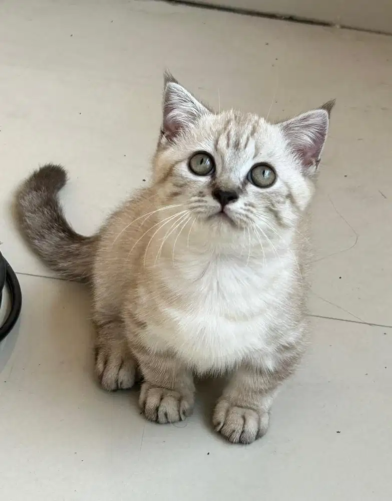 Kucing munchkin bsh british shorthair