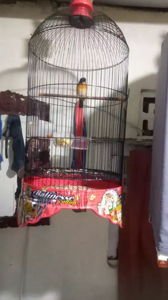 Jual gledekan bakau por total rajin