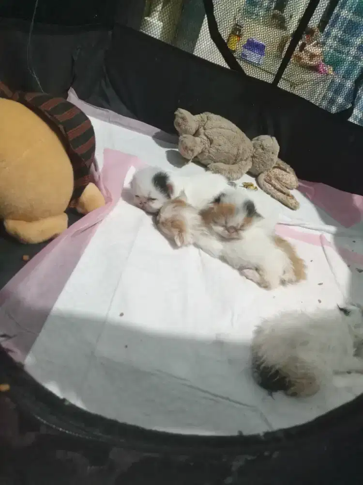 Lowongan ART asal Jawa tengah