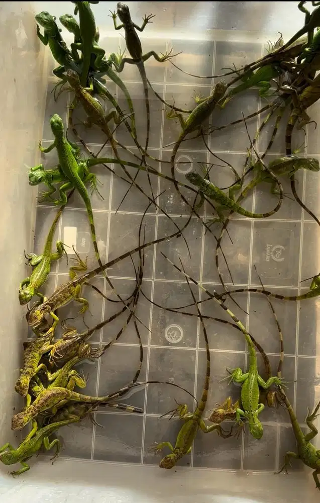 Iguana size rata2 27cm