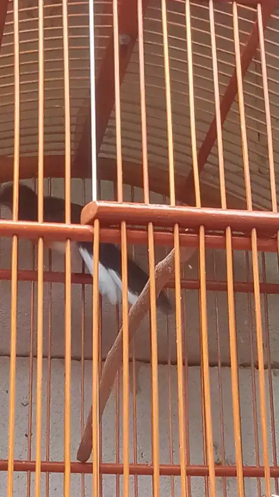 Muray trotol jamin jantan usia 4:burja