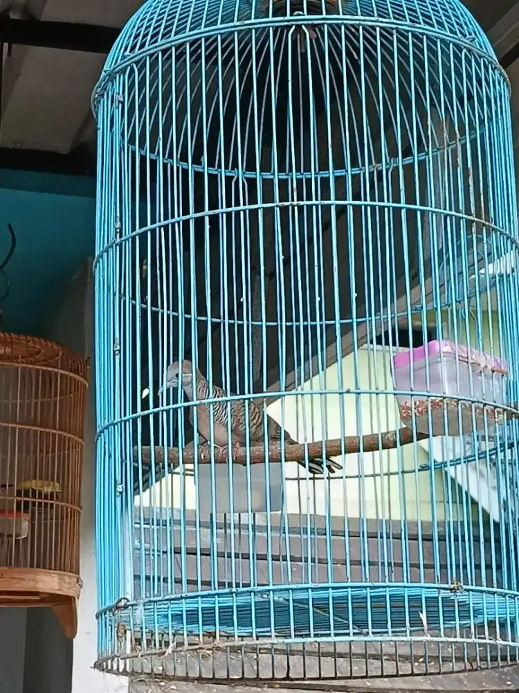 3 Burung Perkutut plus kandang dan isinya
