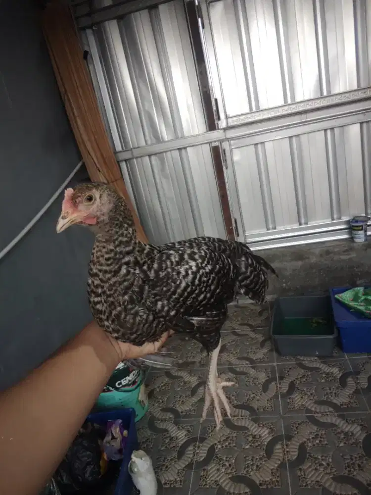 Ayam pelung betina jali usia 3bulan