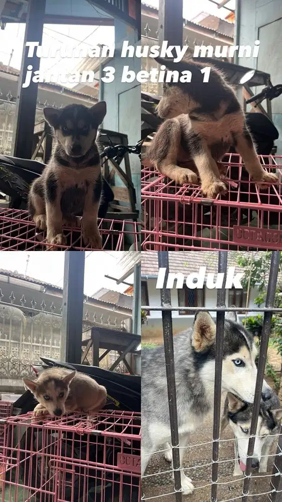 Husky umur 1,5 bulan