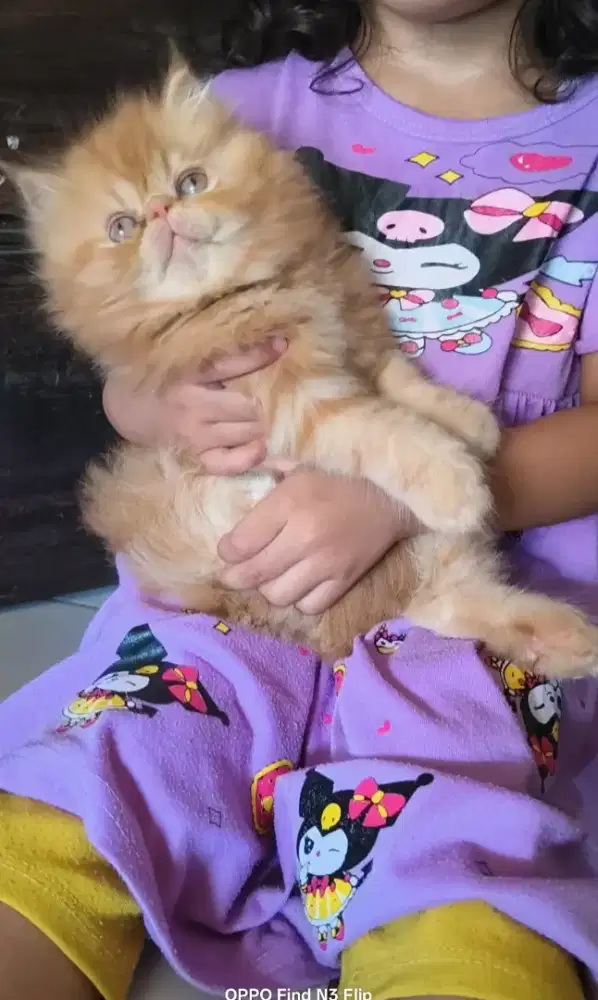 Kucing peaknose kitten