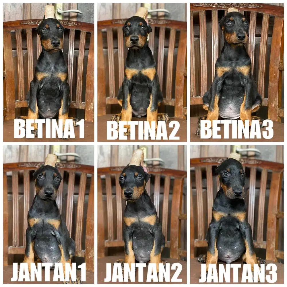 Doberman jantan betina stb vaksin