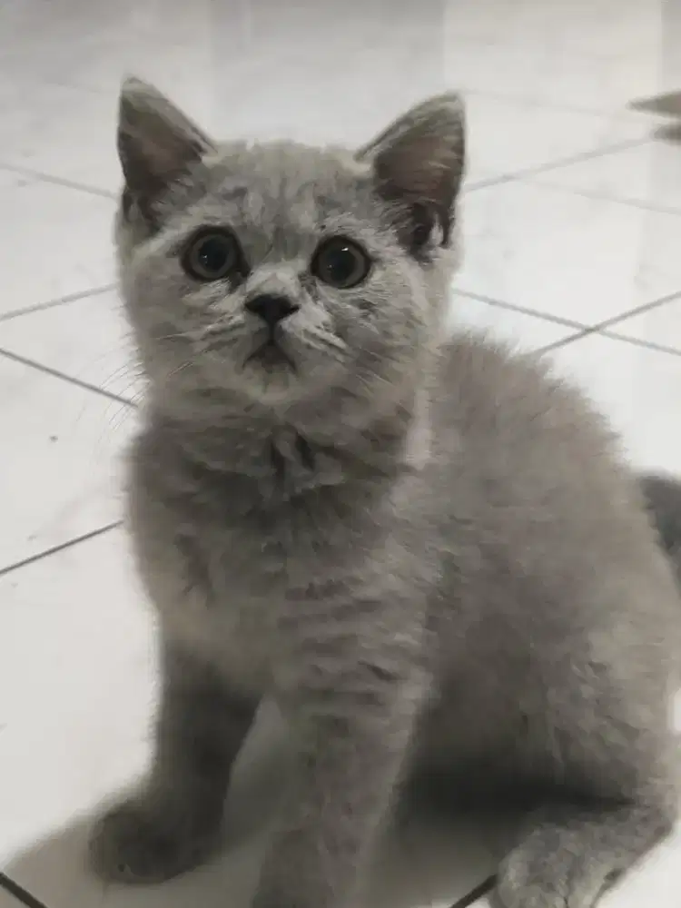 British shorthair