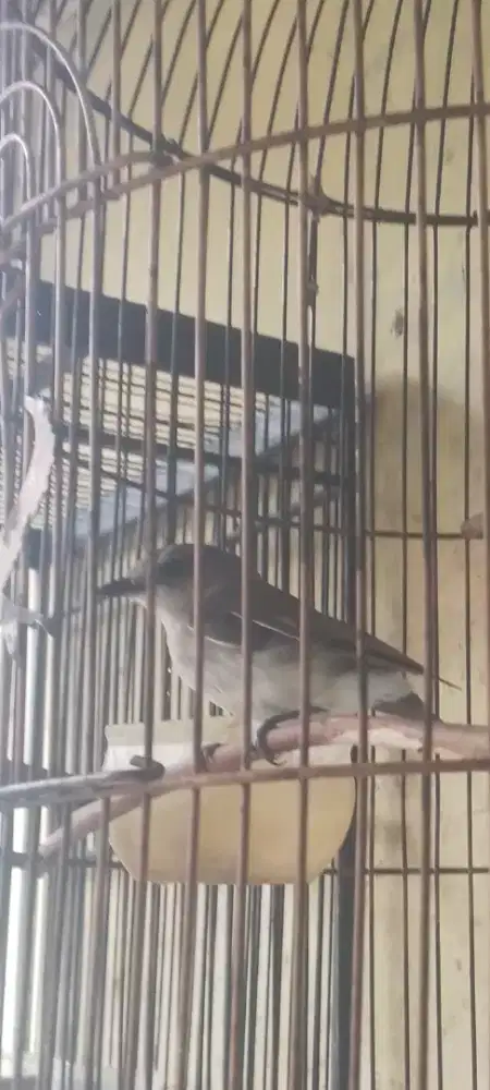 Kancilan bakau JANTAN di BSD