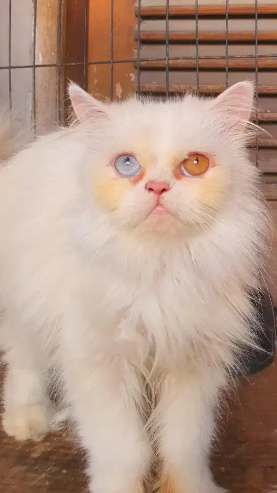 Kucing 5 bulan Kitten FLATNOSE Long Hair ODD EYE ( LANGKA ) Betina