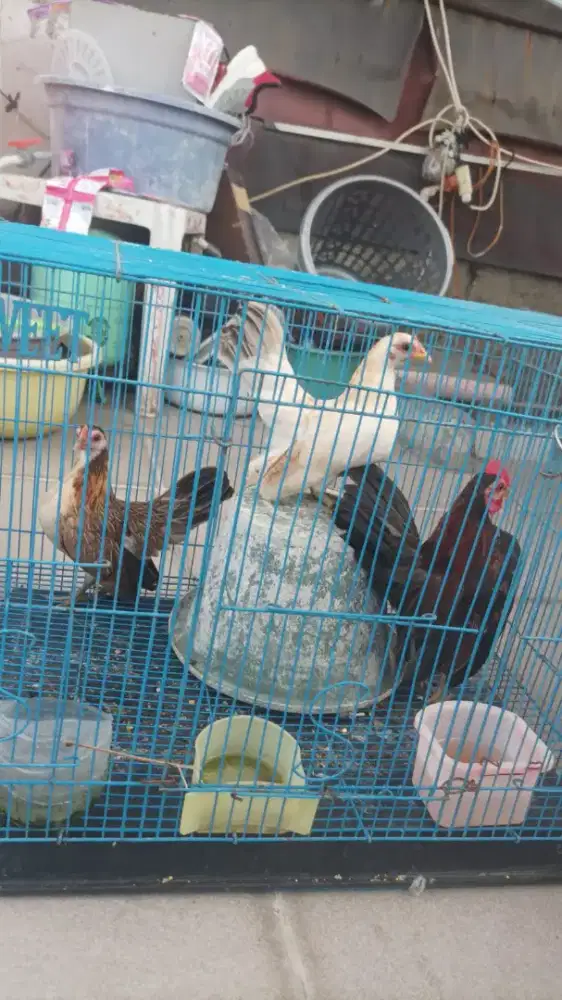 Borongan bosku ayam serama nya 3 ekor