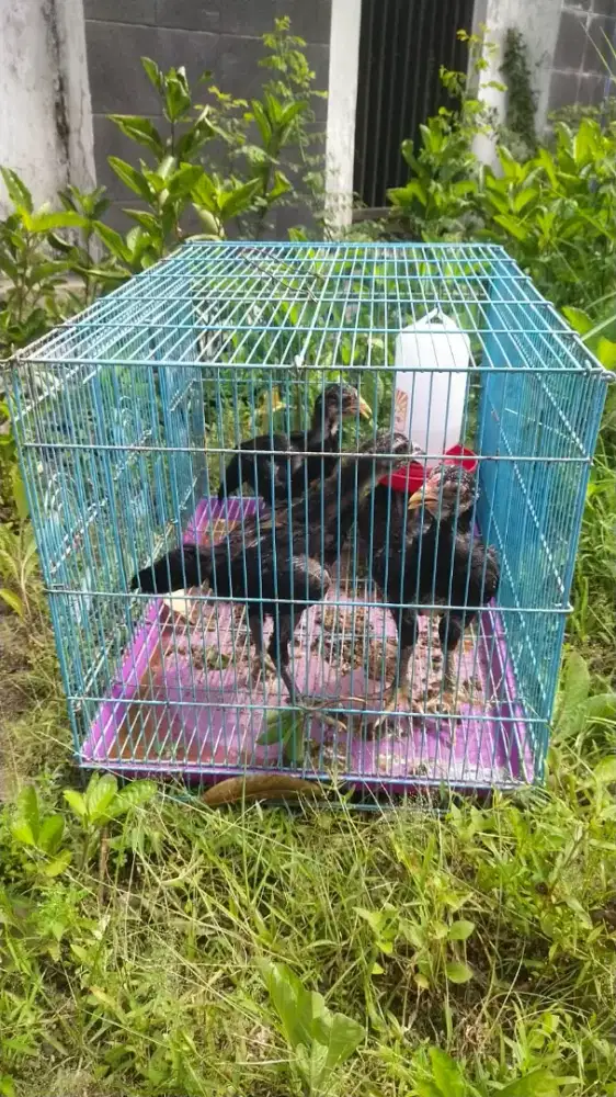 Dijual 9 ekor anak ayam bk