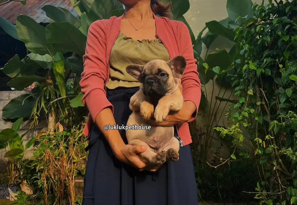 French Bulldog puppy