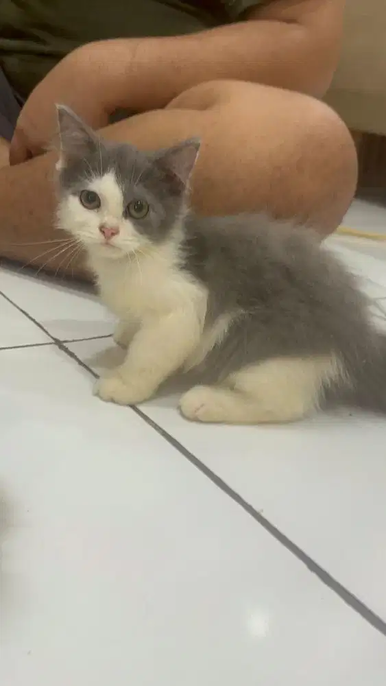 Himalaya jantan 3bln