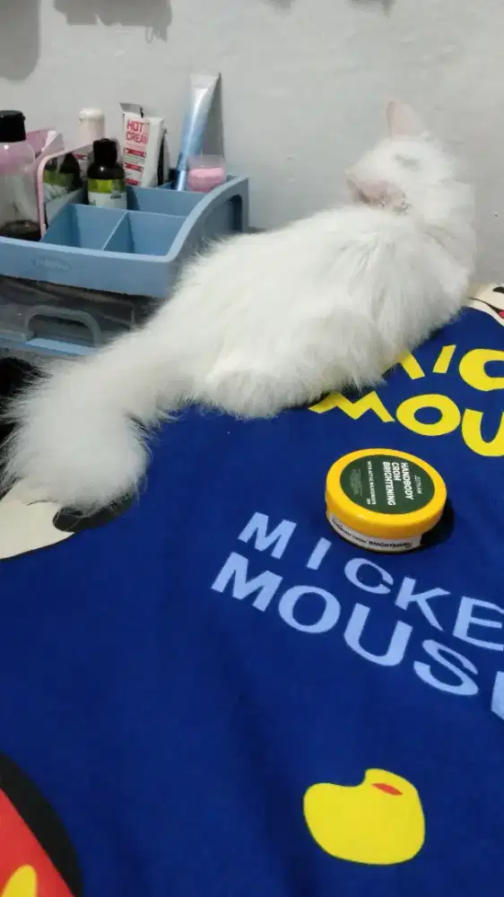 Kucing putih bulu panjang. Umur 4bulan