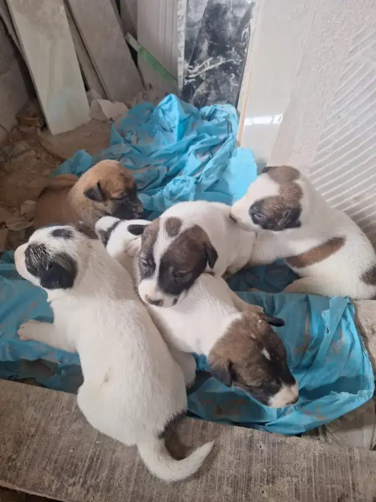 anak anjing malinois mix kampung