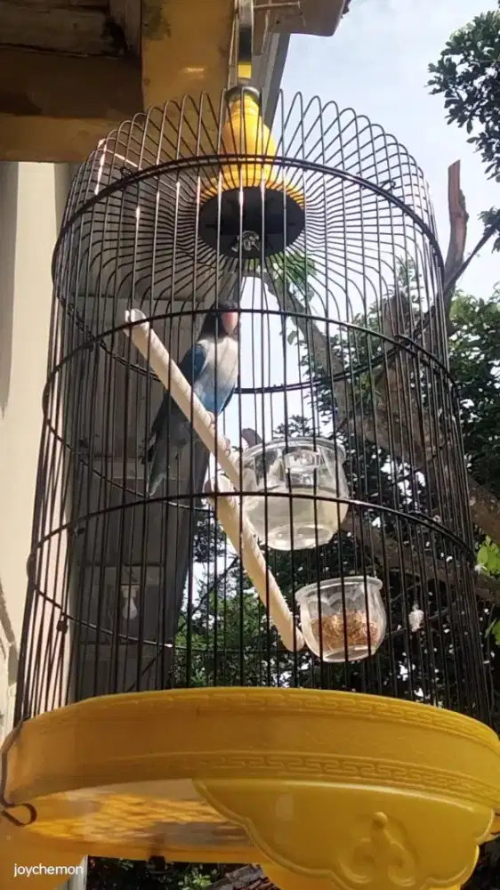 Burung Lovebird