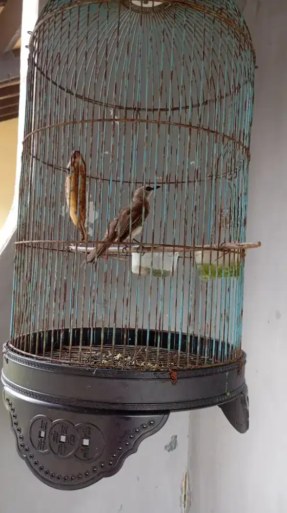 Burung Trucuk/Trotokan