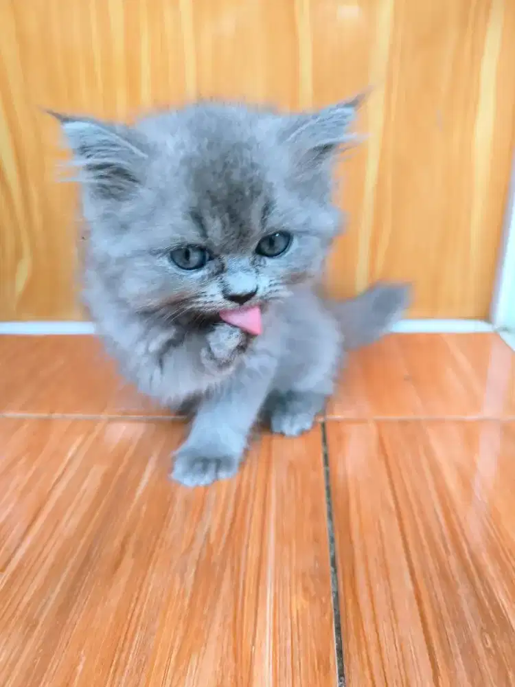 Bisa Nego! Kitten British Short Hair (BSH) Betina