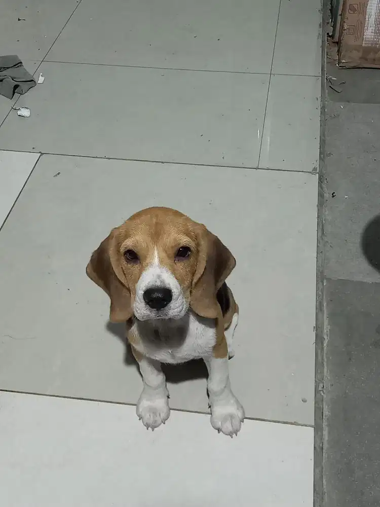 PURE BEAGLE 5bln