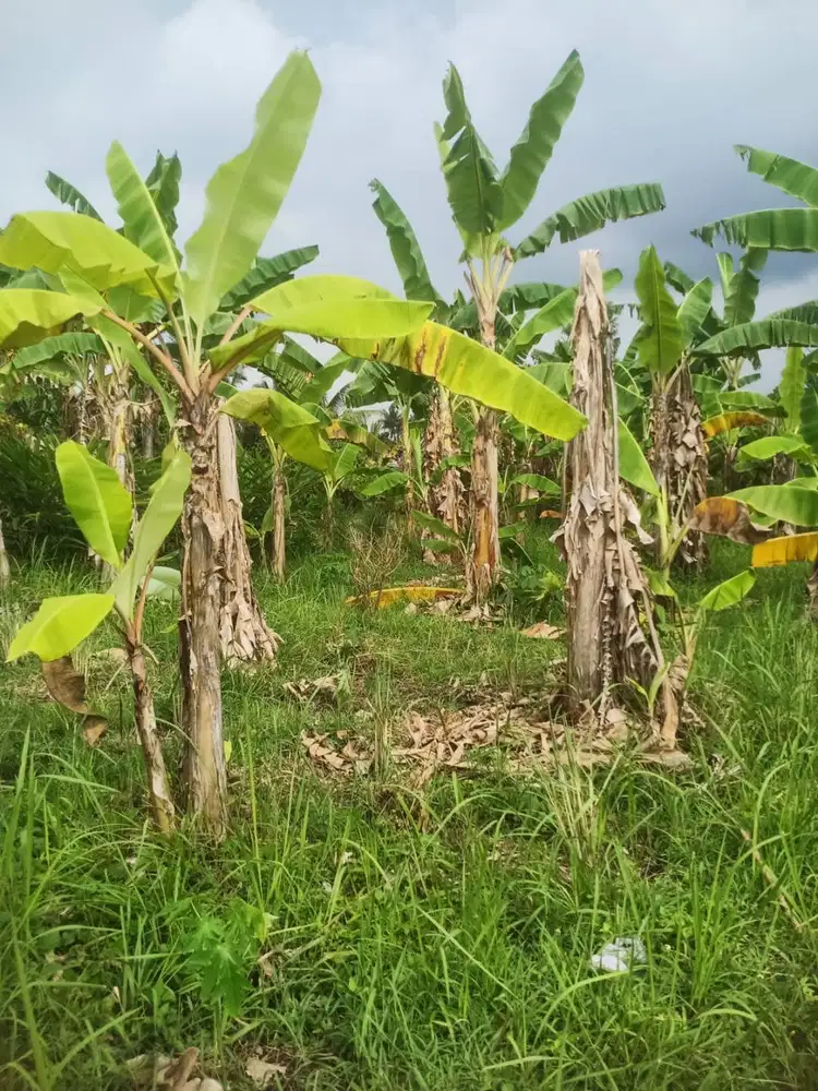 Jual Tanah Kavling di Panji Buleleng, Lokasi Tenang dan Hijau