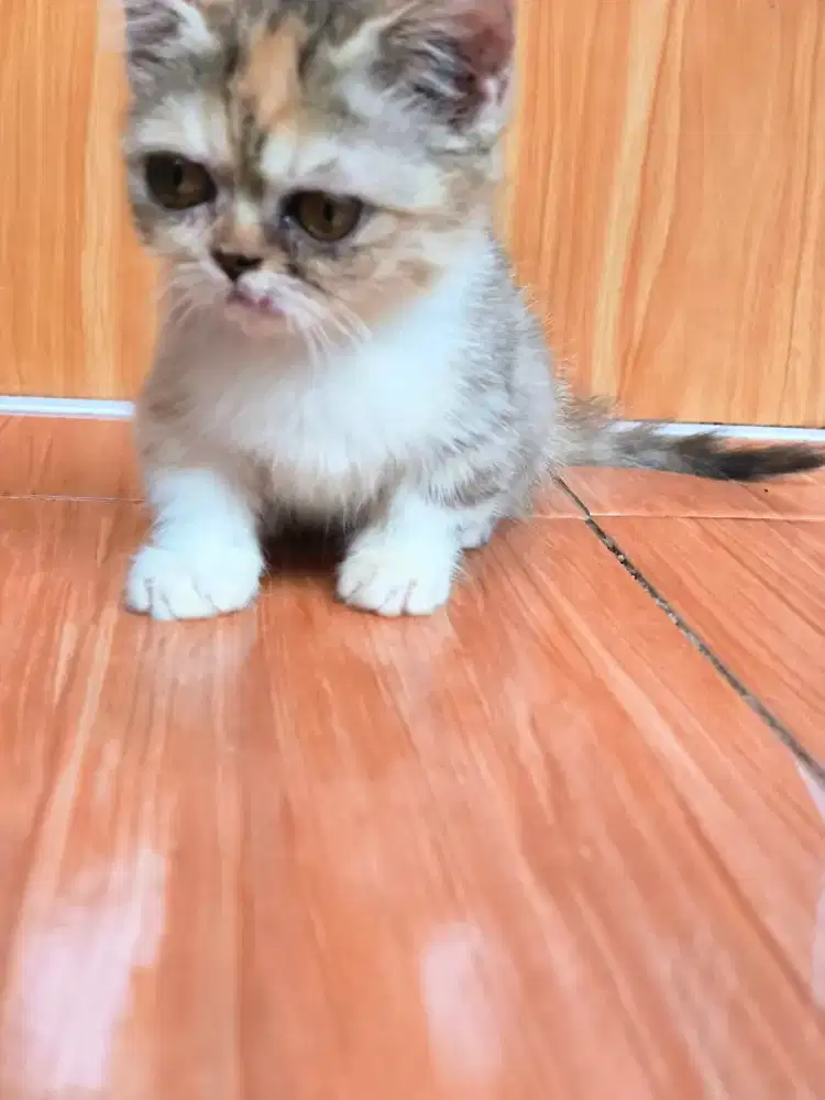BISA NEGO! Kucing Munchkin Peaknose Betina super cebol