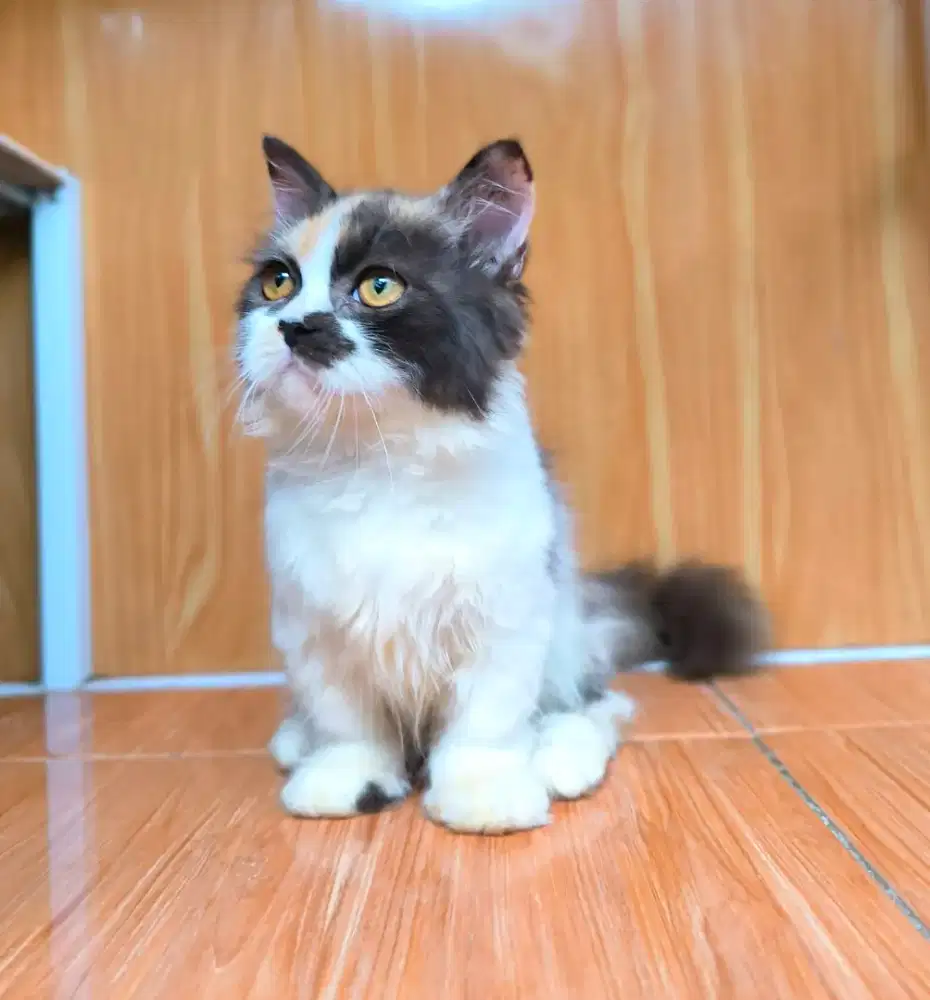 BISA NEGO! Kucing Munchkin Ragdoll Calico Betina